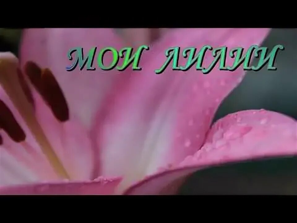Шаулухова лилия мамуля моя слова. Песня про лилии текст. Она моя лилия. Она моя лилия. Она моя лилия.