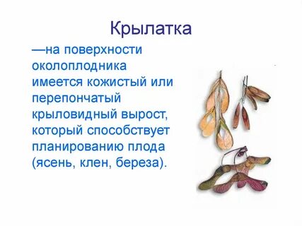 Как распространяются семена ясеня