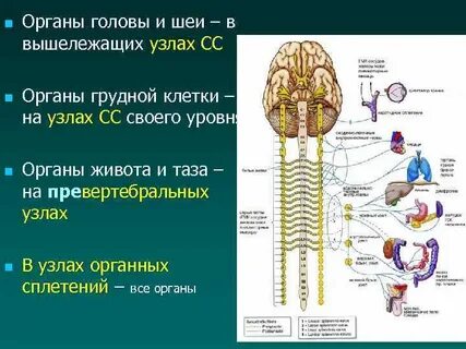 Узлы автономной нервной системы