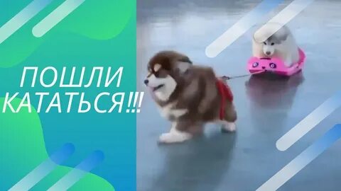 Пошла кататься