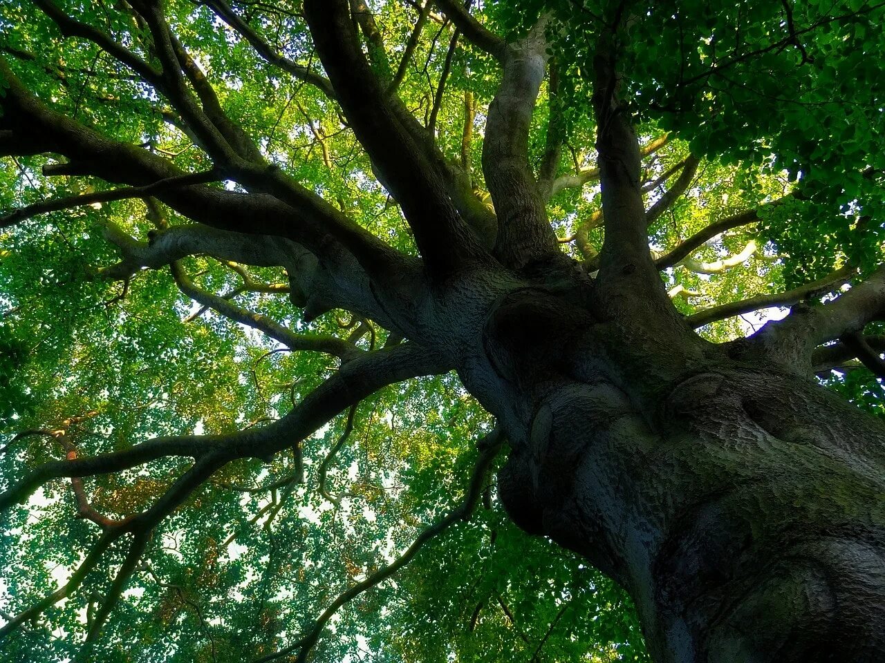 Can a tree