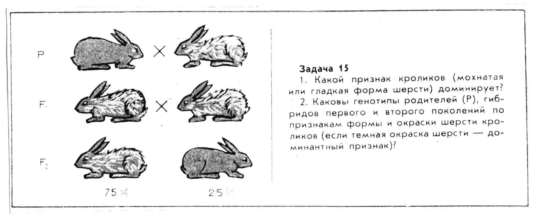 Генетические задачи про кроликов по биологии 9 класс. Задания про кроликов. Задание с кроликом по биологии. Задачи про кроликов для детей.