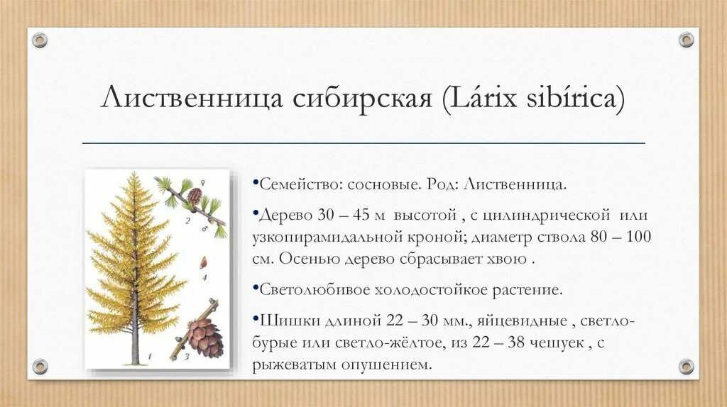 Лиственница краткая характеристика. Лиственница Сибирская Larix sibirica шишки. Лиственница Сибирская (Larix sibirica) ‘Романюк’. Лиственница характеристика растения.