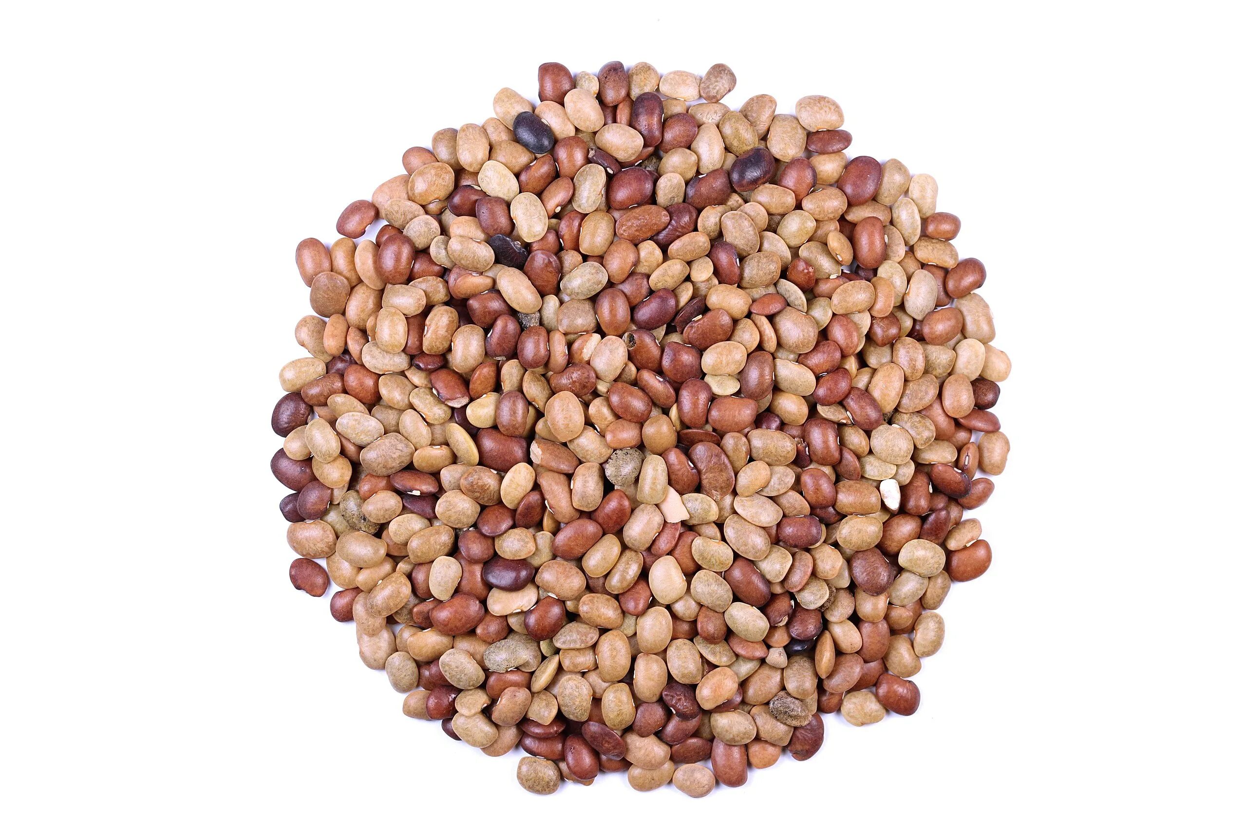 T gram. Macrotyloma geocarpum. gram. macrotyloma. 64gram.