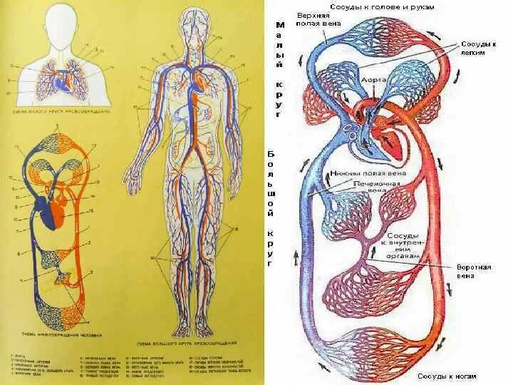 Схема кругов кровообращения пропедевтика. Большая кровообращение как идее.