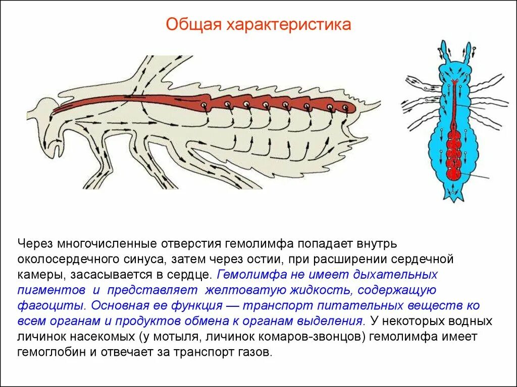 Кровообращение у насекомых. Кровеносная система клопов. Строение и функции кровеносной системы насекомых. Функции кровеносной системы у насекомых. Кровеносная система гемолимфа.