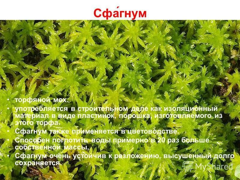 просится ко мхам. торфяной мох 7 букв. сфагнум фускум спорогоны. торфяное болото 5 букв сканворд. торфяной мох 7 букв.