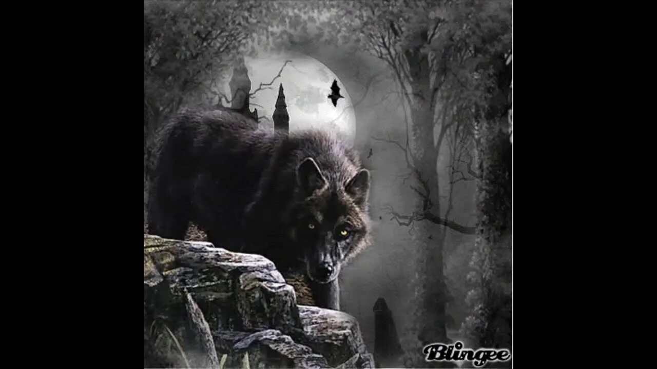 Притча о двух волках. Черный белый волк песня. Night scene wolf. Черный белый волк песня. Белый и черный волк притча.