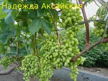 Вырасти виноград