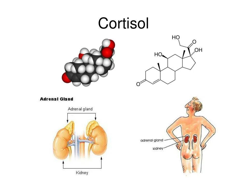 Кортизол гормон чего. Кортизол химическая природа. Кортизол строение. Кортизол фото. Кортизол клетки мишени.