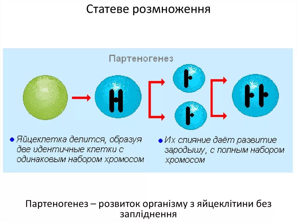 Размножается партеногенетически. Партеногенез схема. Партеногенетическое размножение. Партеногенез у растений. Партеногенез как происходит схема.