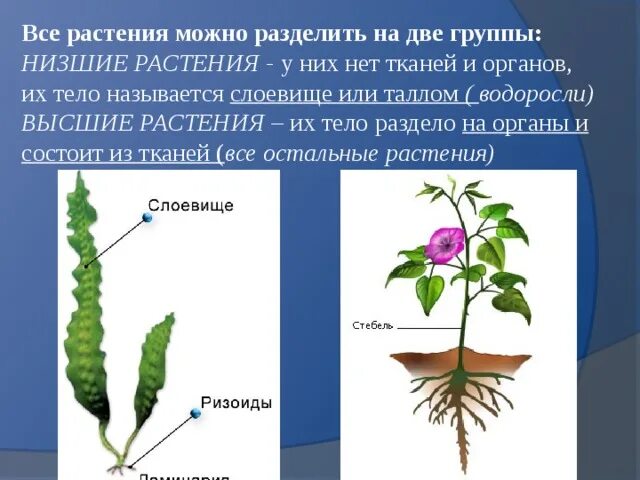 Тело водорослей не имеет органов и тканей. Органы высших растений. Тело растения. Тело высших растений. Вегетативные органы высших растений.