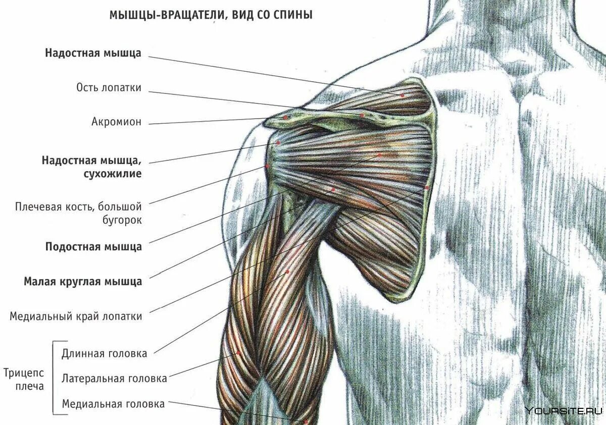 Дельтовидная мышца плеча анатомия. Задняя дельтовидная мышца анатомия. Сухожилие трехглавой мышцы плеча анатомия. Анатомия мышц задняя Дельта.