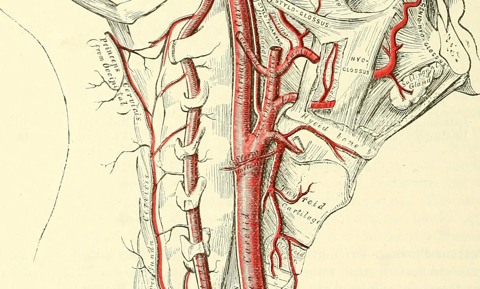 Arteria vertebralis анатомия.