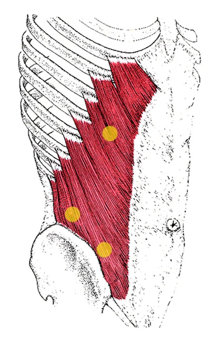 Obliquus externus abdominis. Триггерные точки косой мышцы живота. Наружная косая мышца живота (m. obliquus externus abdominis). Косые мышцы живота триггерные точки.