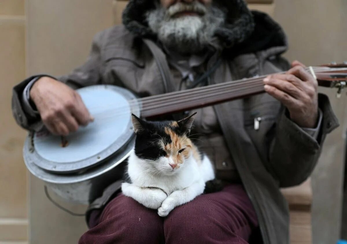 Turkey cats. Стамбульские коты. Котики в Стамбуле. Стамбул город котов. Город кошек.