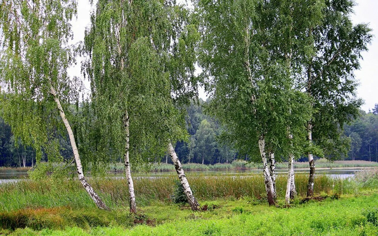 Березка рост. Береза hoseri. Березка рост. Березка рост. Береза дерево.