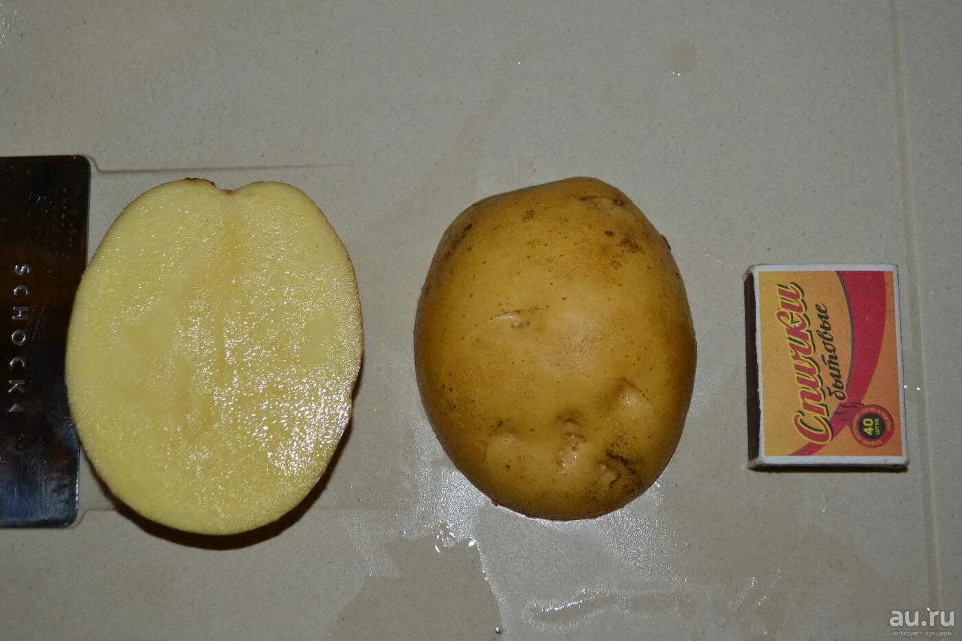 Картофель триумф отзывы. Сорт картофеля Латона. Сорт Латона картофель характеристика. Картофель Латона описание сорта. Картошка ранняя Триумф.