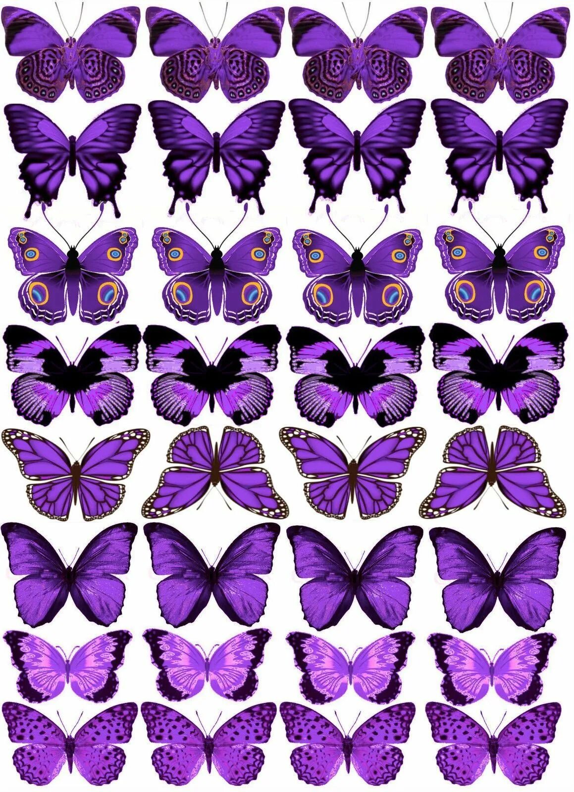 Фиолетовые бабочки картинки. Сиреневые бабочки. Бабочки сиреневые для печати. Бабочка фиолетовая. Бабочки сиреневые фотопечать.