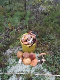 Грибы выборгский