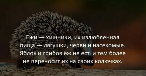 Интересные факты о еже
