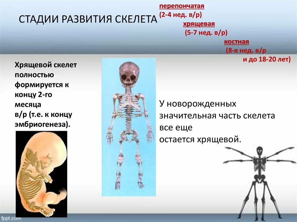 Развитие скелета. Скелет развивается из. Стадии развития скелета. Нарушение развития скелета. Женщина с нарушением в развитии скелета