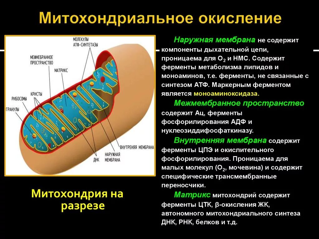 Наружная мембрана митохондрий биохимия. Строение митохондрии роль мембраны. Митохондриальное окисление. Окисление в митохондриях.