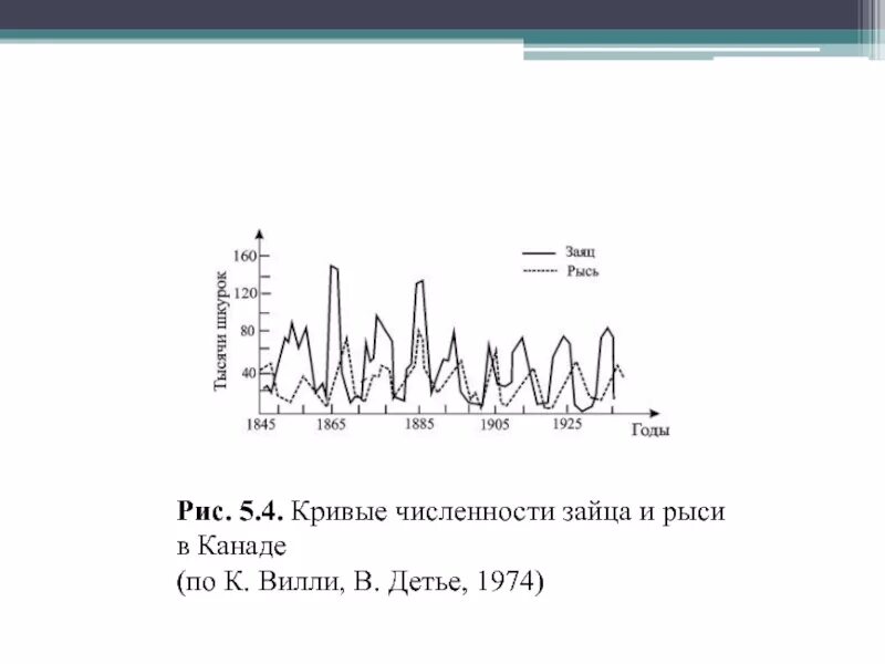 На графиках продемонстрированы изменения численности жертвы зайцев. График изменения численности Зайцев и рыси. График численности рысей и Зайцев. Изменения численности Зайцев рысей. Зависимость численности рысей от численности Зайцев.