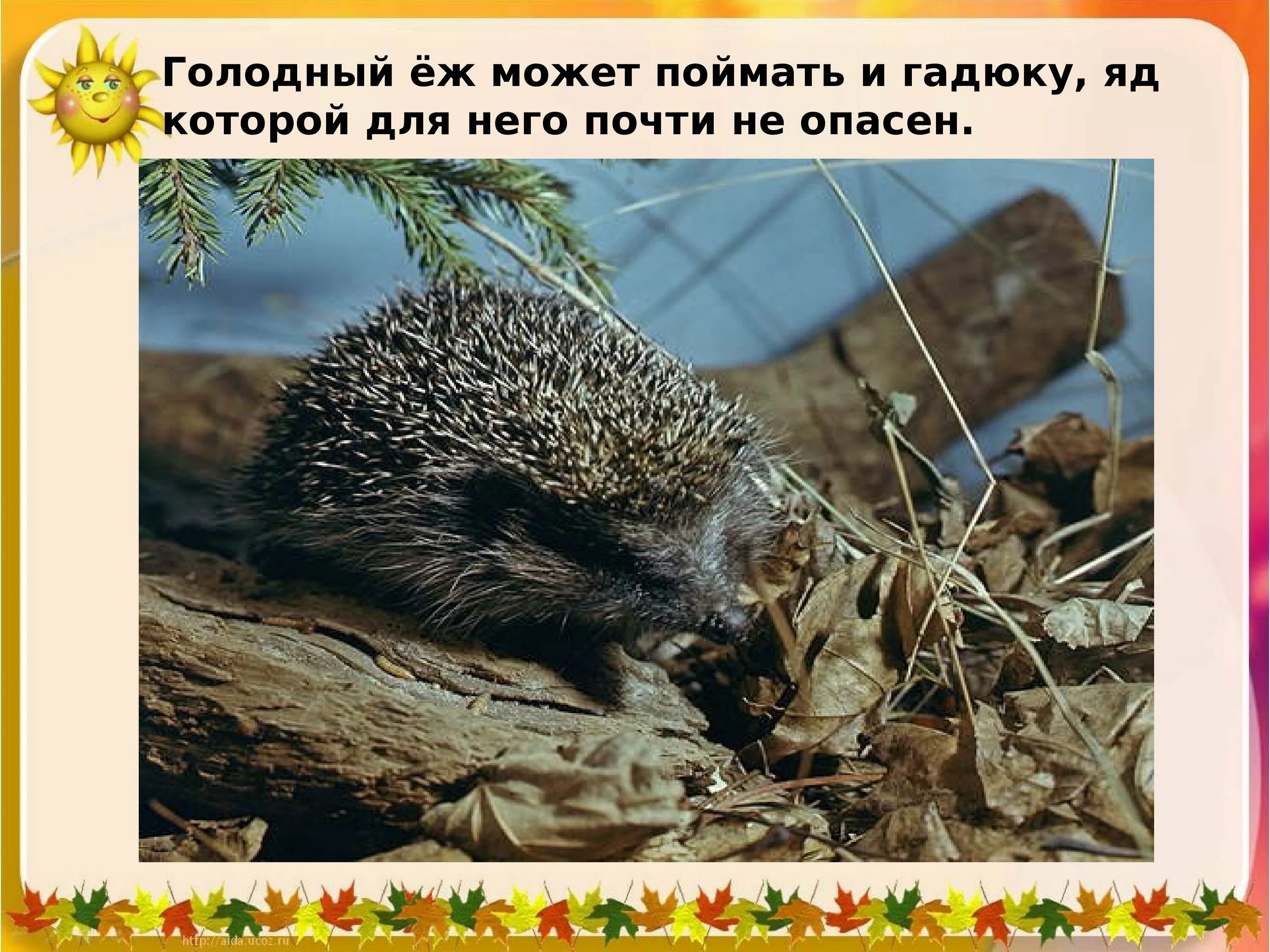 Интересно о ежах. Интересные факты о ежах. класс ежик. информация про ёжика. факты о ежиках.