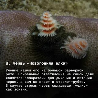 Опиши морских существ с которыми встретился