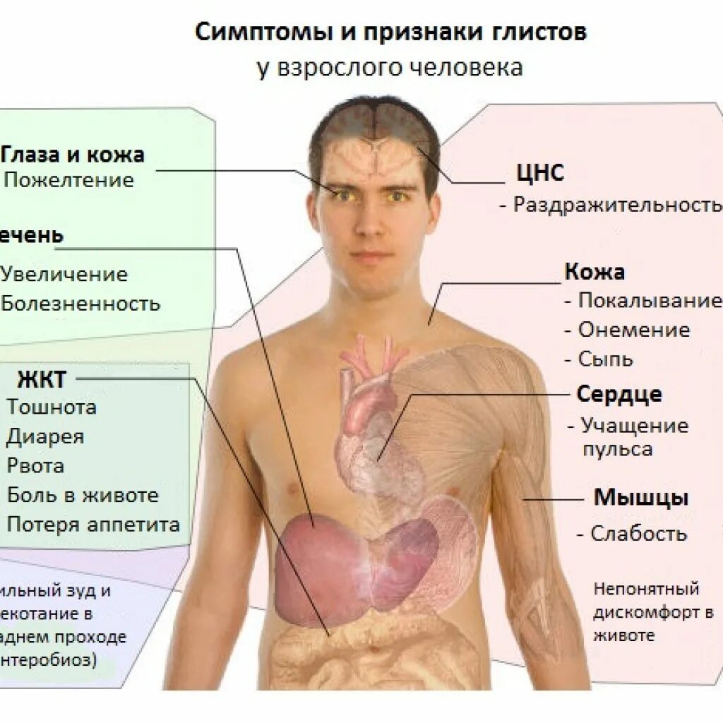 Какую болезнь разносят. Паразиты в организме человека симптомы.