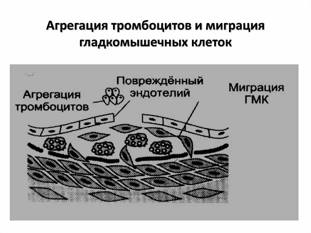 Агрегация эритроцитов это. Агрегация клеток. пролиферацию гладкомышечных клеток что это такое. клеточная миграция. агрегация тромбоцитов картинки.
