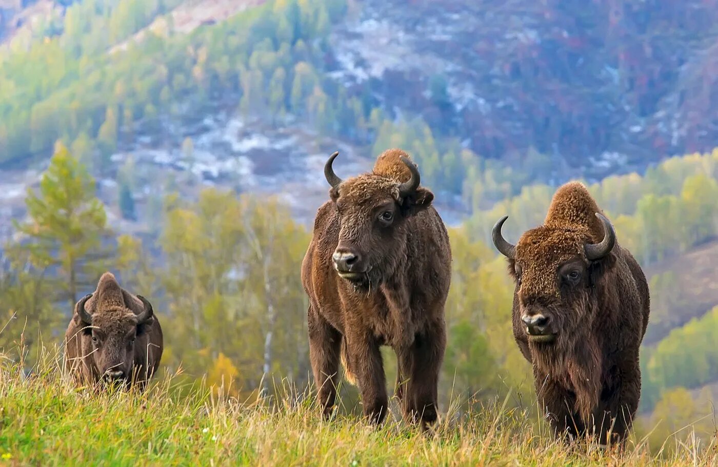 Национальный парк вирунга. Фонд дикой природы африки. Охрана дикой природы. Как охраняют дикую природу. Как охраняют дикую природу.