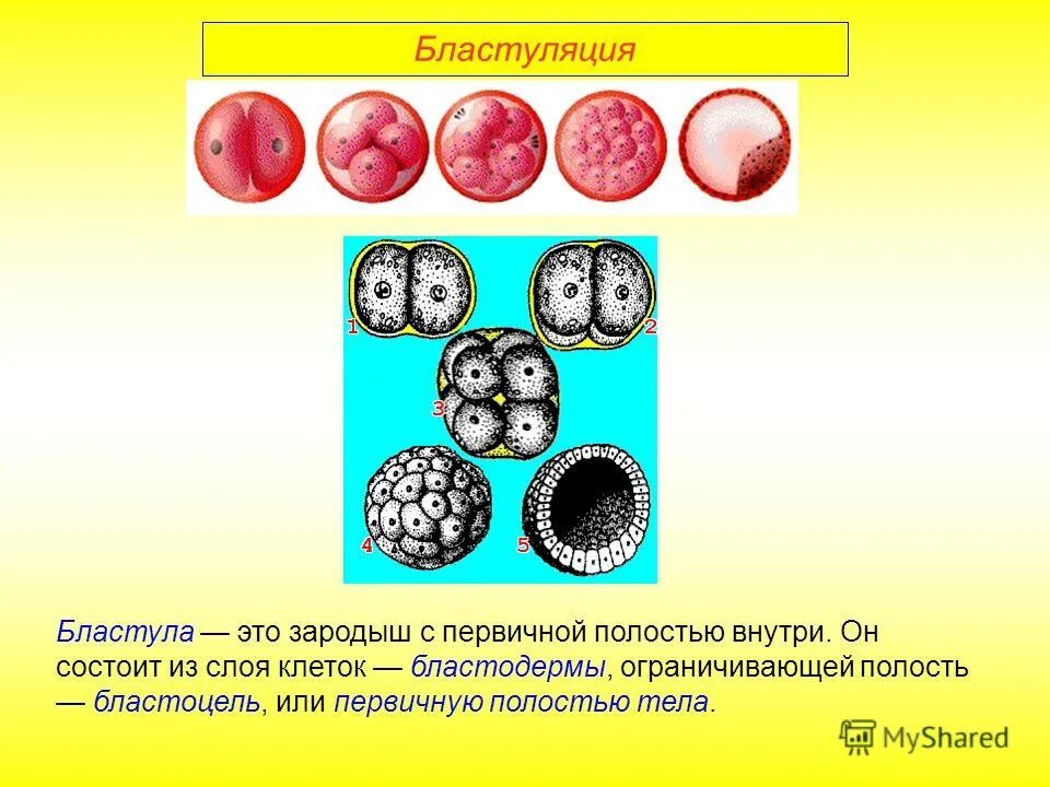 Бластула состоит из полости и. Бластула состоит из полости и