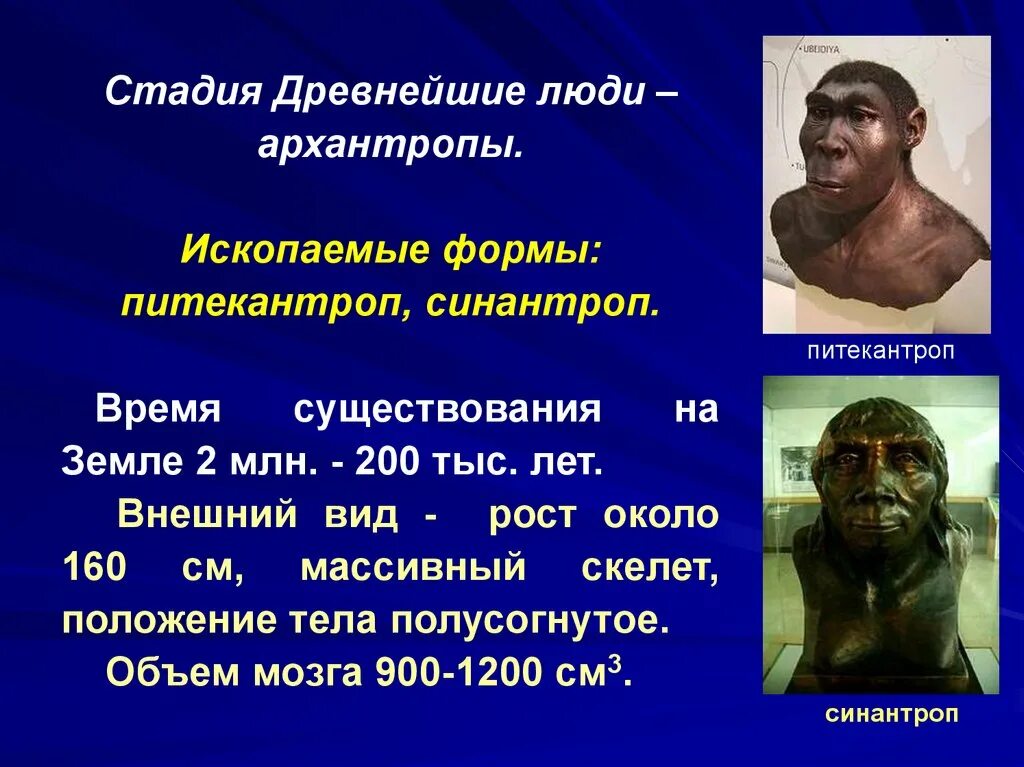 Архантропы особенности строения. Древний человек питекантроп, синантроп. Синантроп исторический Возраст. Синантроп период существования. Синантроп хронологический Возраст.