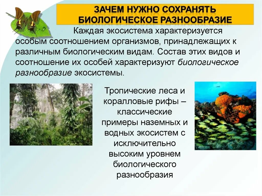 Видовое разнообразие примеры. Биологическое разнообразие. Биоразнообразие презентация. Биологическое разнообразие экосистем. Виды биологического разнообразия.