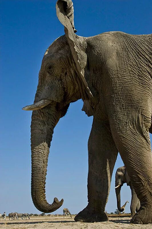 Самый тяжелый слон. Огромный слон. Самый большой слон. Африканский слон. Гигантские слоны.