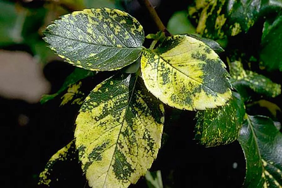 Plant disease. Вирусная мозаика резухи розы. Кольцевая пятнистость роз. Мозаичная пятнистость роз. Хлороз эпипремнума.