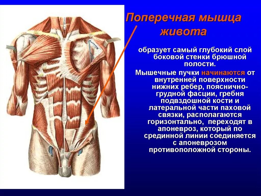 Поперечная мышца живота. Мышцы пресса анатомия сбоку. Грудино поясничная фасция. Мышцы живота поверхностный слой вид спереди. Пояснично-грудная фасция анатомия.