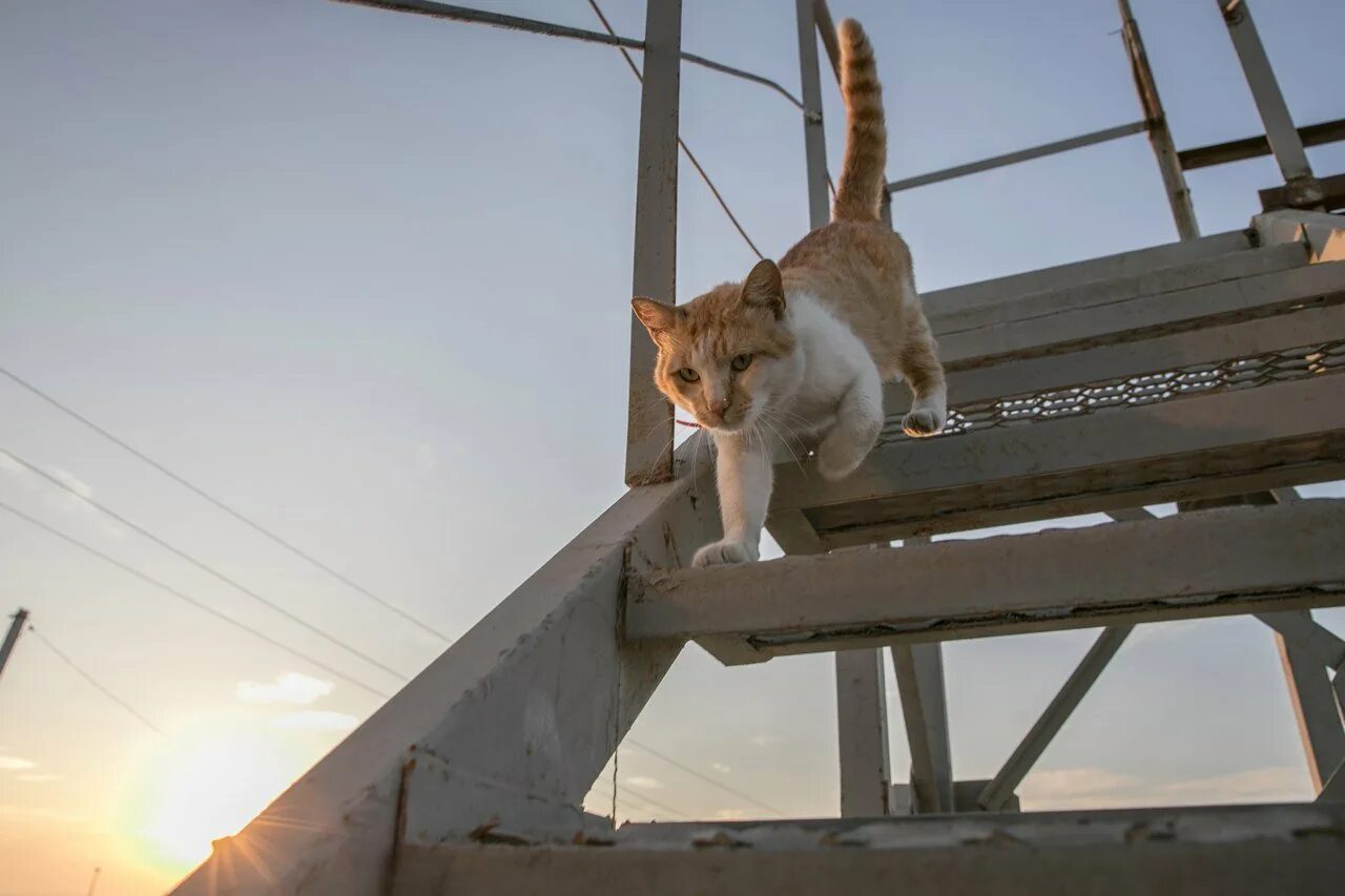 по мосту идет оранжевый кот. оранжевый кот. оранжевый кот филатова живопись. кот мостик. кот мостик в крыму.