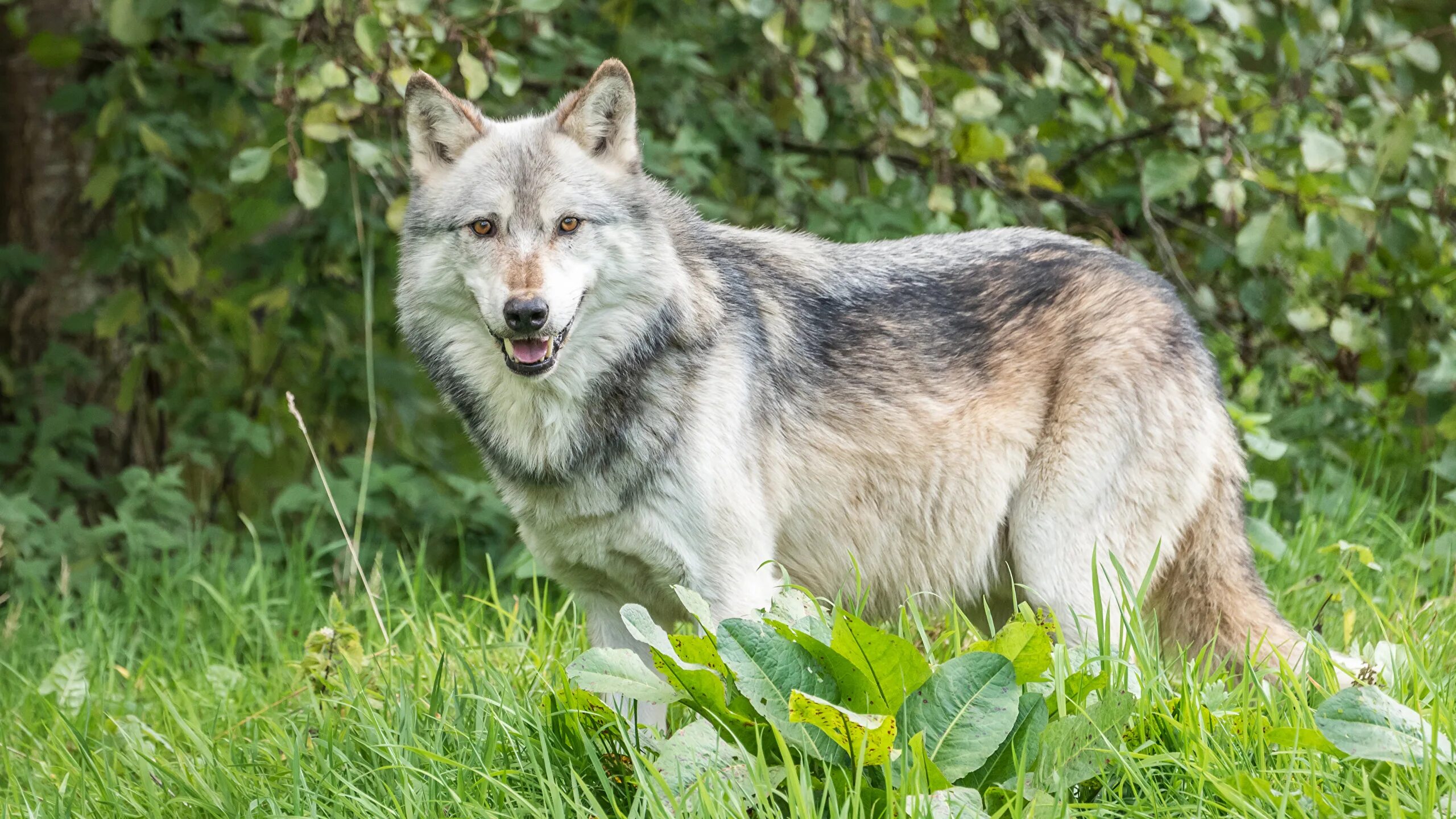 Серый волк дома. Среднерусский Лесной волк. Среднесибирский волк. Серый волк в России. Волк летом.