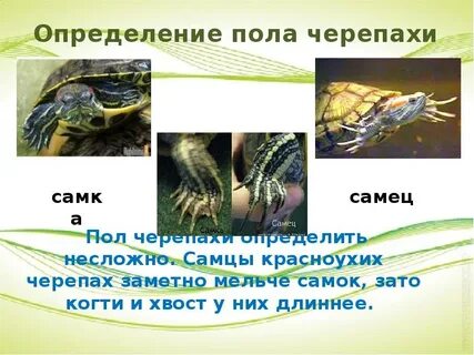 Определение черепах