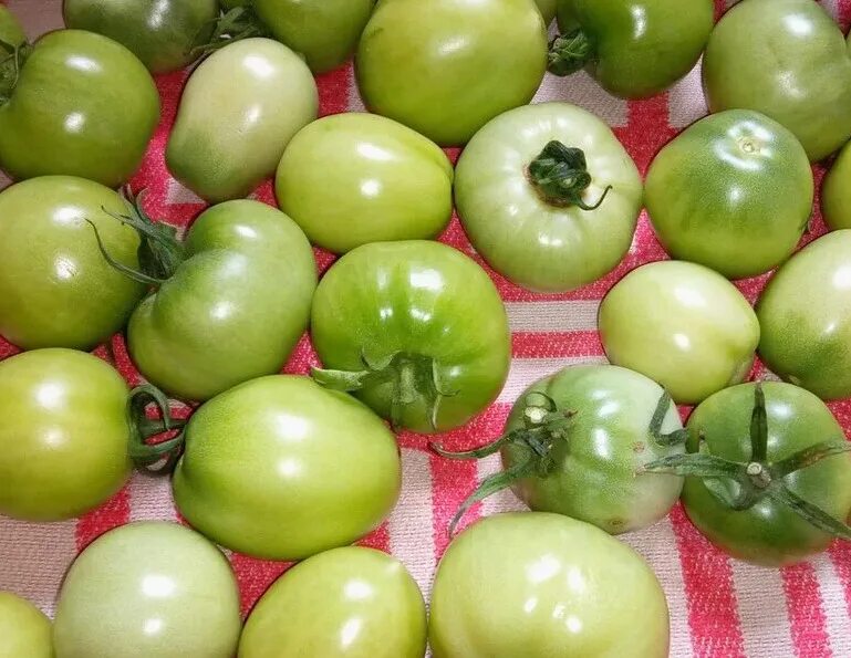 Купить зеленые томаты. Томат зеленая Жемчужина. Зеленые помидоры. Спелые зеленые помидоры. Зеленые и красные помидоры.