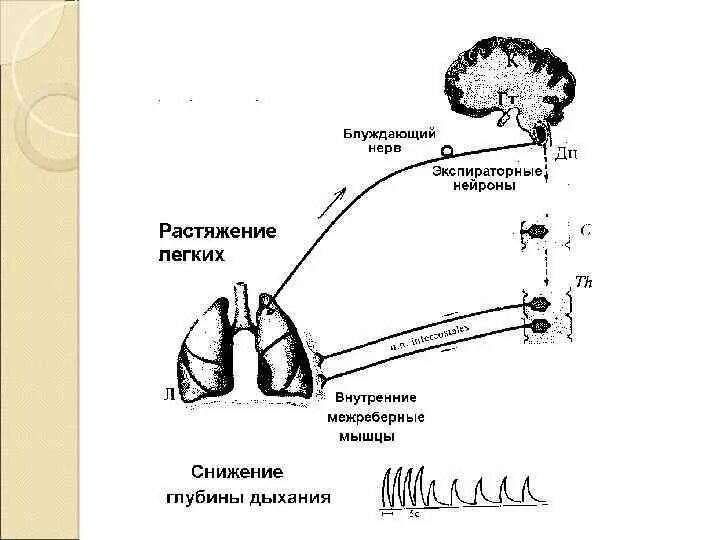 Центр чихания в мозге. Схема рефлекторной дуги чихания и кашля. рефлекторная дуга кашля. рефлекторные дуги чихания и кашля. рефлекторная дуга дыхательного рефлекса схема.