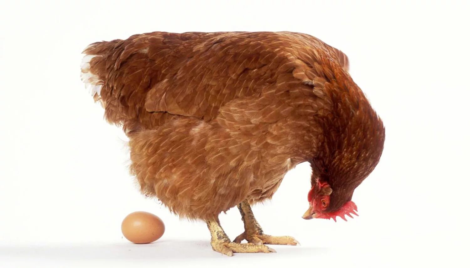 Курочка несется. Курица с яйцами.