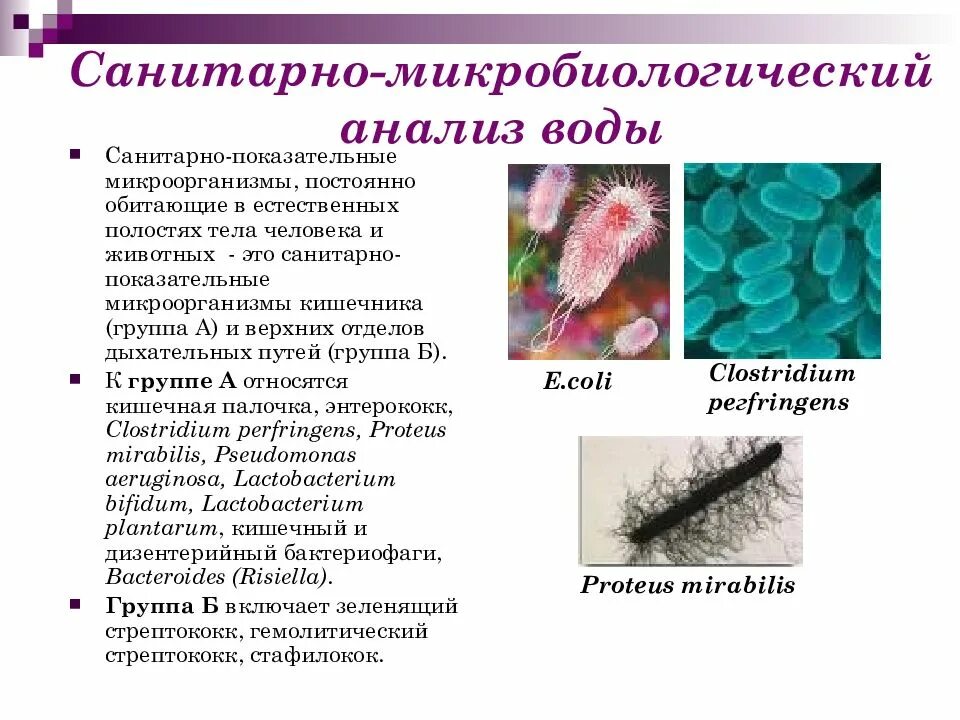 Какие бактерии в воде