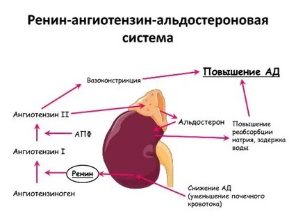 Ренин альдостерон
