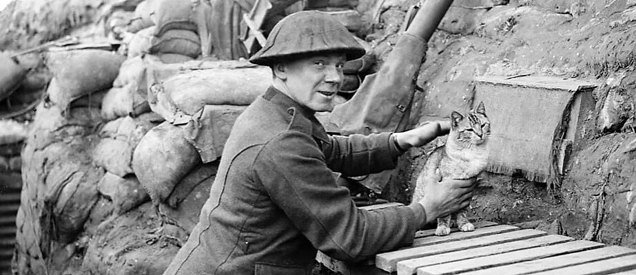 Мышки война 2 мировая. Первая мировая война крысы. Мыши в окопах. Мыши в окопах. Кошки блокадного ленинграда в великую отечественную войну.