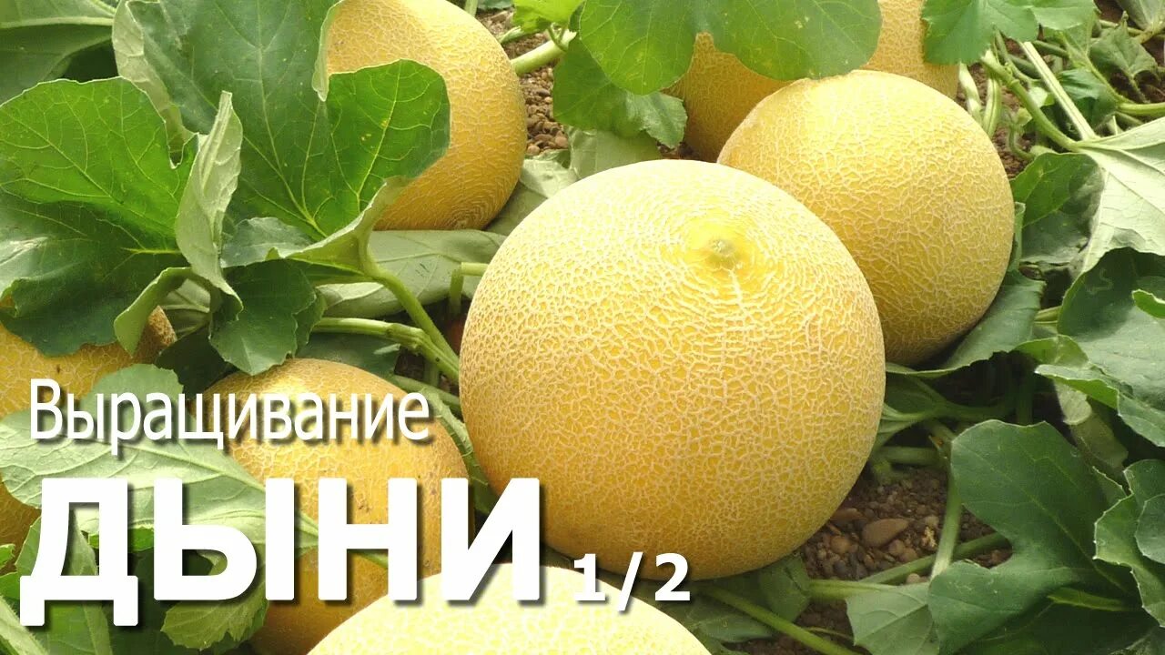 Дыня выращивание и уход. Дыня растет. ковун етиштириш. как растет дыня. как растет дыня фото.