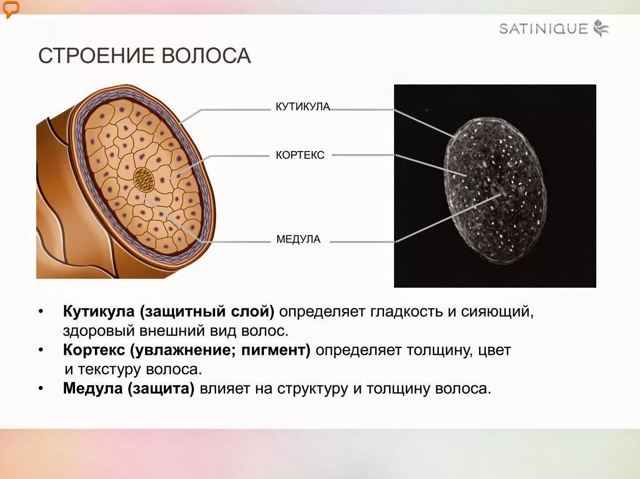 Медула Кортекс волос. Волос Медула Кортекс кутикула. Волос строение волоса. Строение волоса Кортекс и кутикула. Кортекс волос